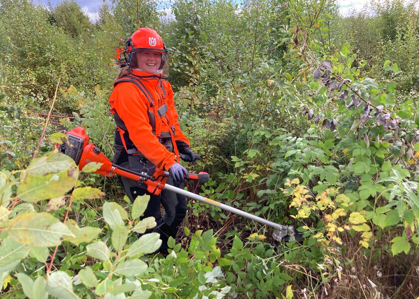Skogrydding - Klikk for stort bilde