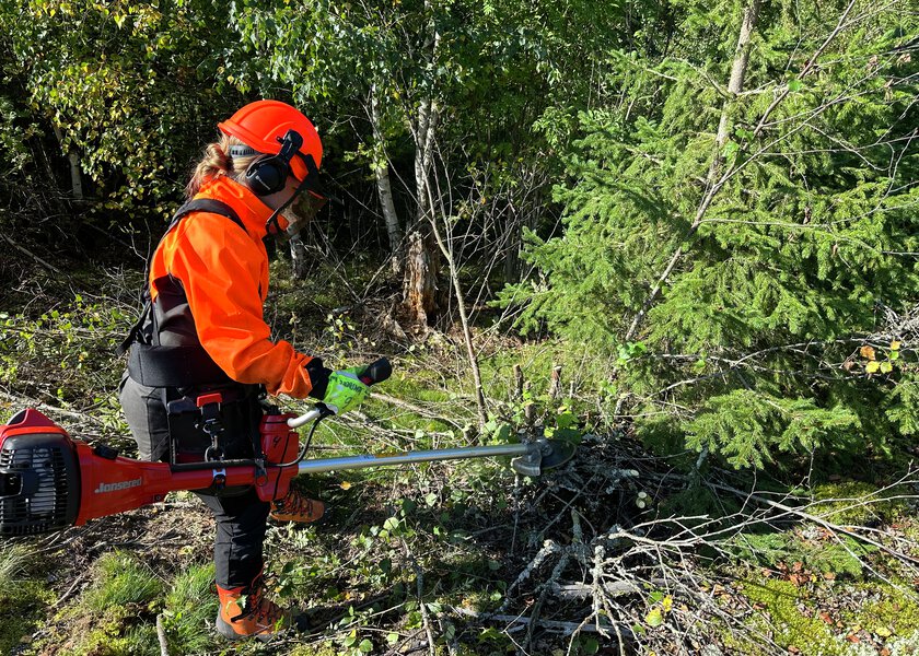 Skogrydding - Klikk for stort bilde