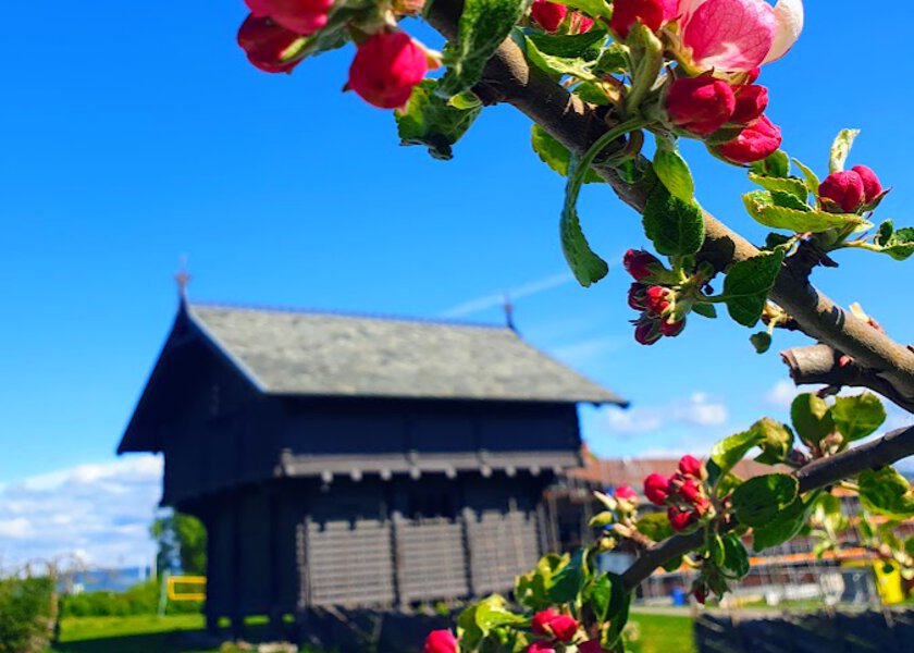 Epleblomster på en gren og et stabbur i bakgrunnen - Klikk for stort bilde