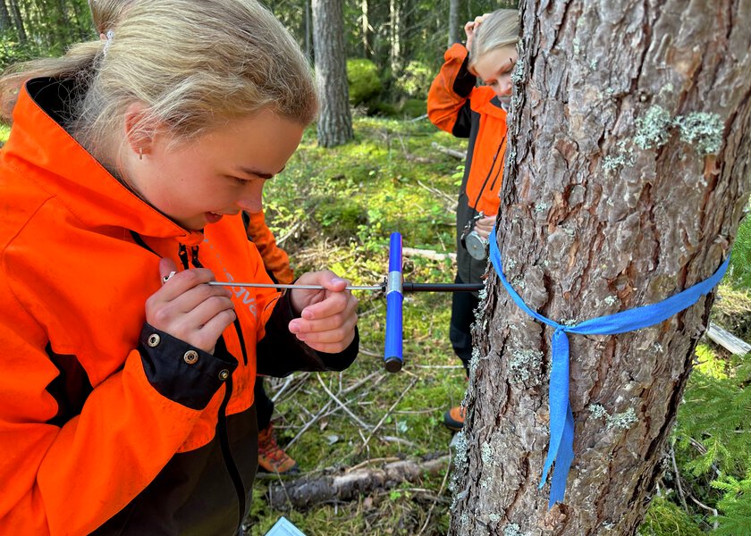 Elever som driver med kjerneboring i trær - Klikk for stort bilde