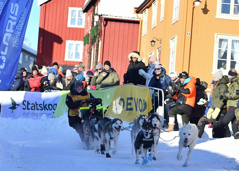 Hundespann i fart - Klikk for stort bilde