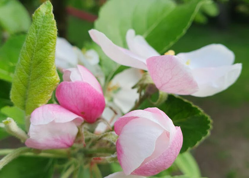 Rosa epleblomst - Klikk for stort bilde