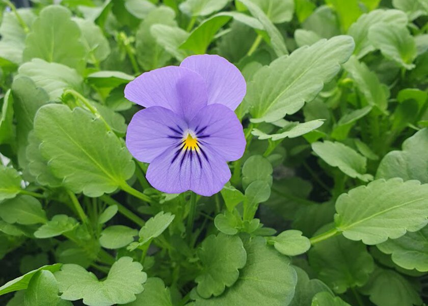 Blå stemorsblomst - Klikk for stort bilde